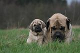 MASTIFF 164